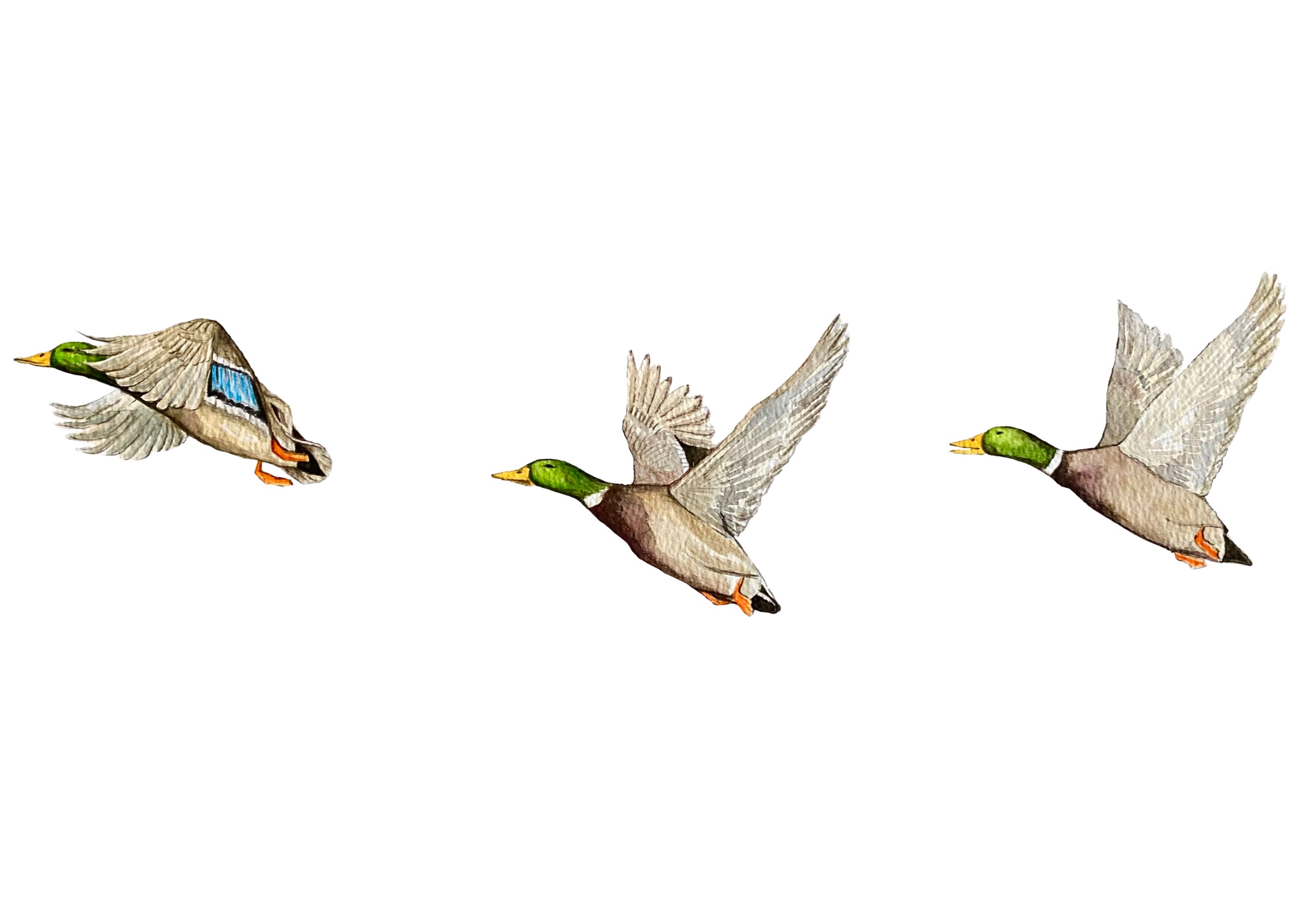 Patos