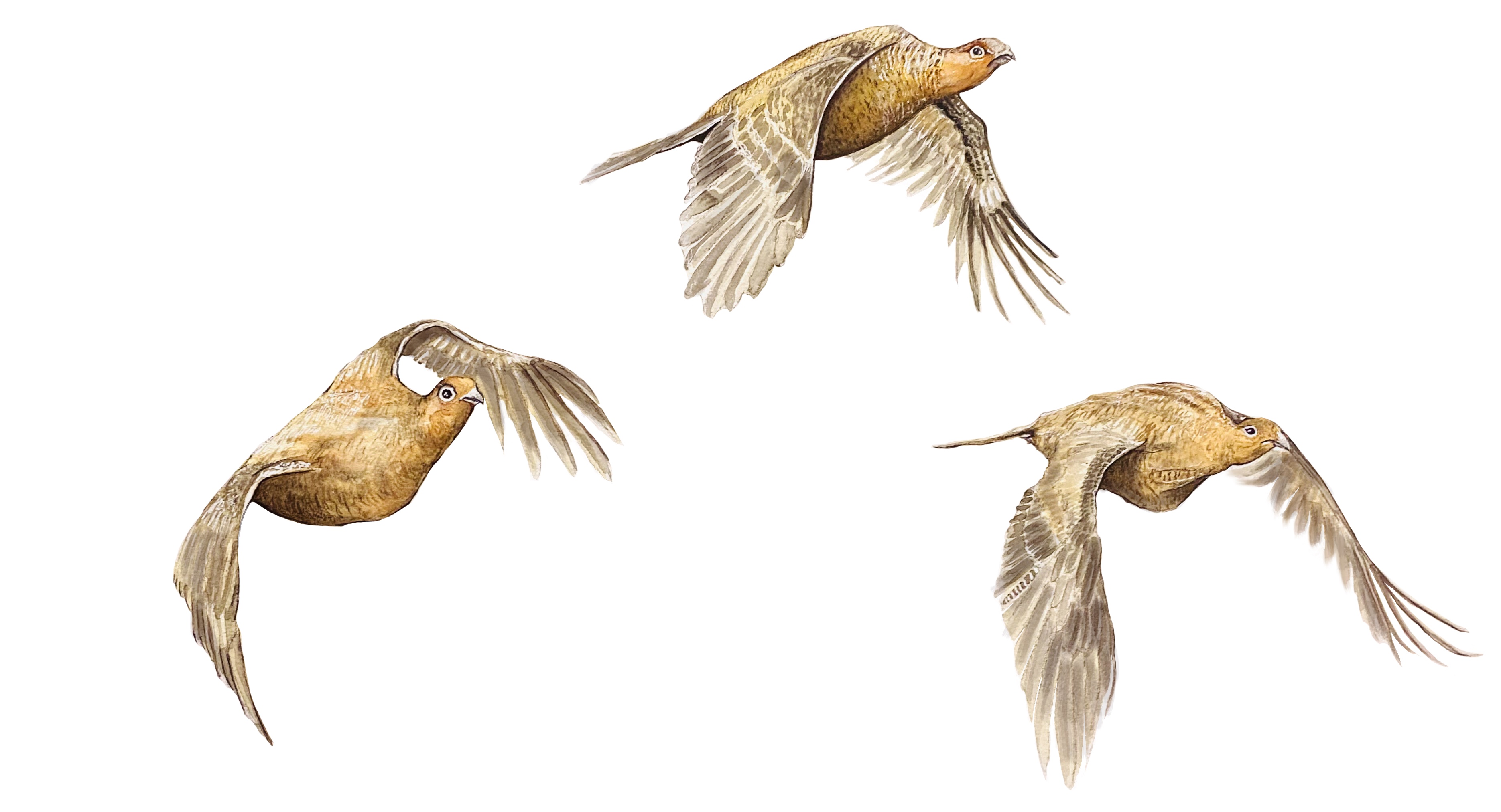 Alzando el vuelo